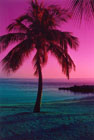 Key West Photo- Magenta Palm
