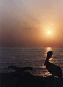 loripelc.jpg (4718 bytes)